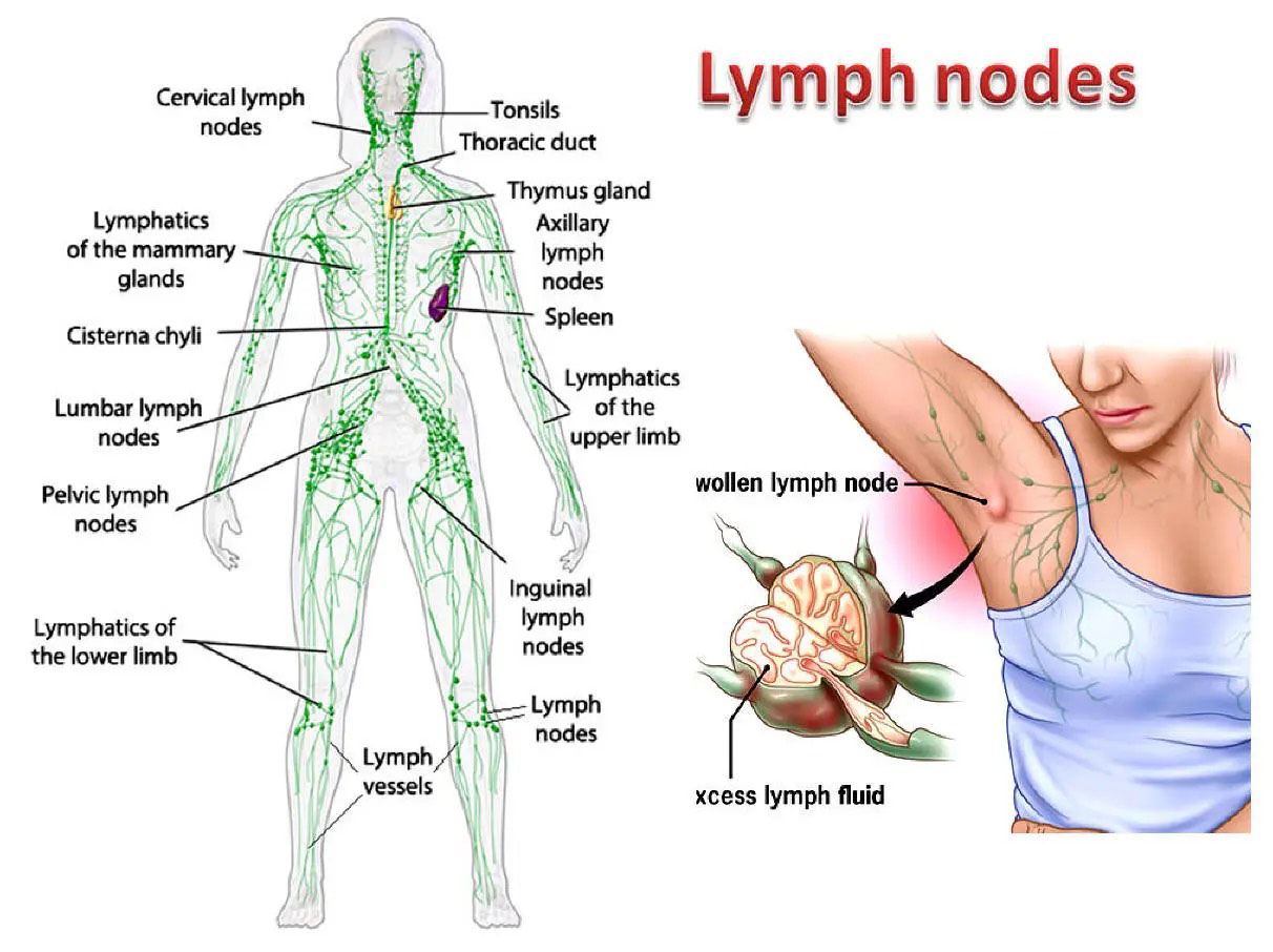 LymphNodes