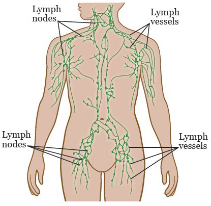 LymphSystem